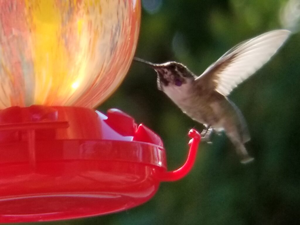 Costa's Hummingbird landing on feeder