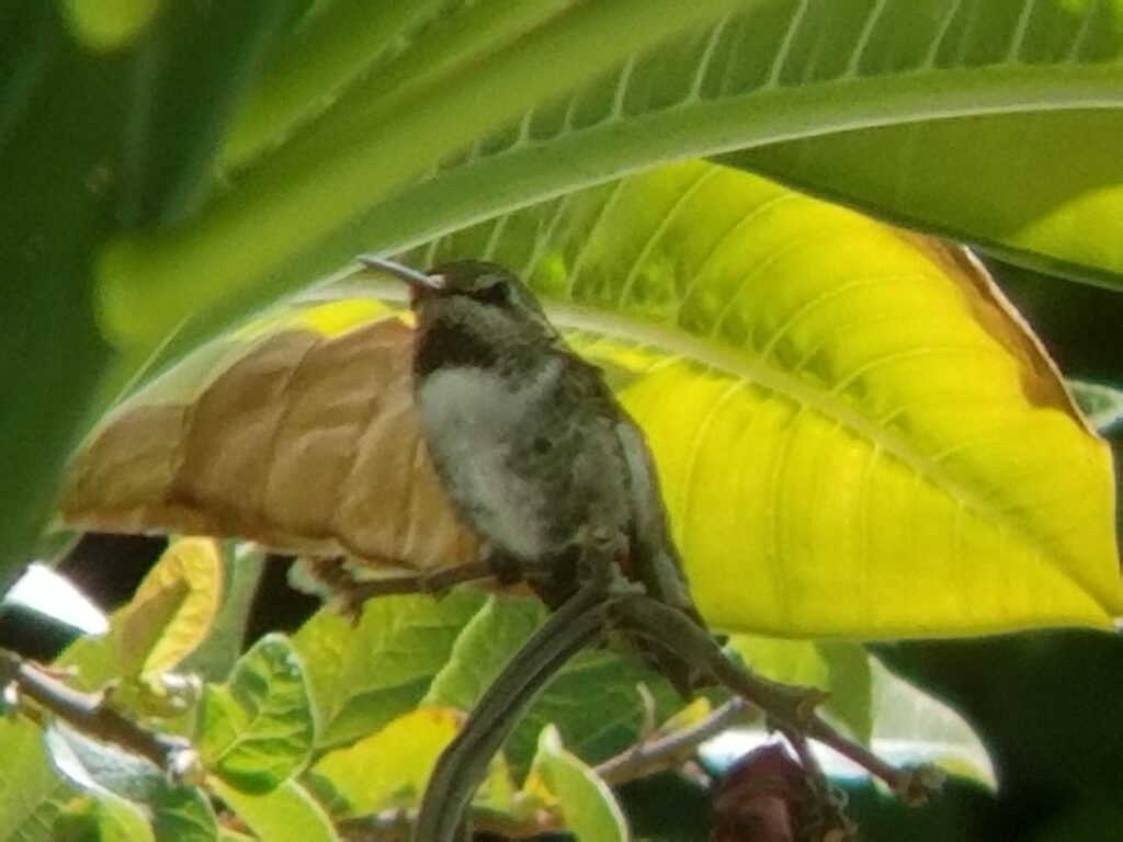 Costa's Hummingbird sitting on tree branch