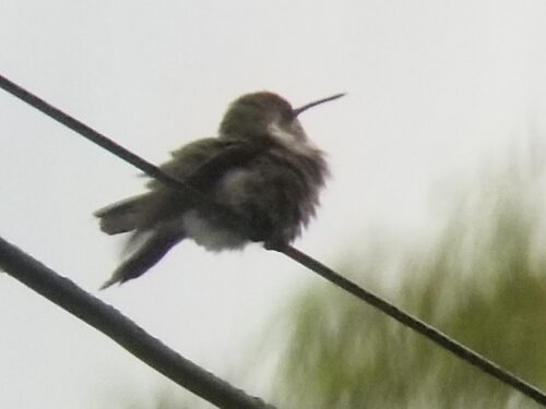 Costa's Hummingbird being blown by wind during storm