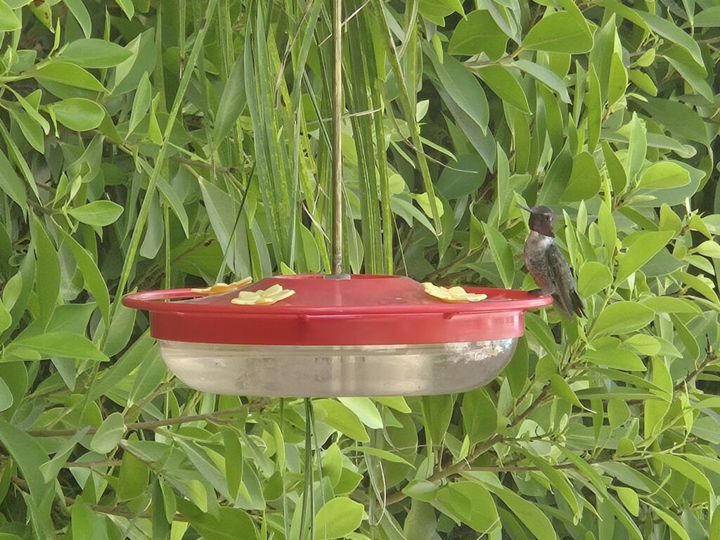 Costa's Hummingbird sitting at red feeder with yellow flowers